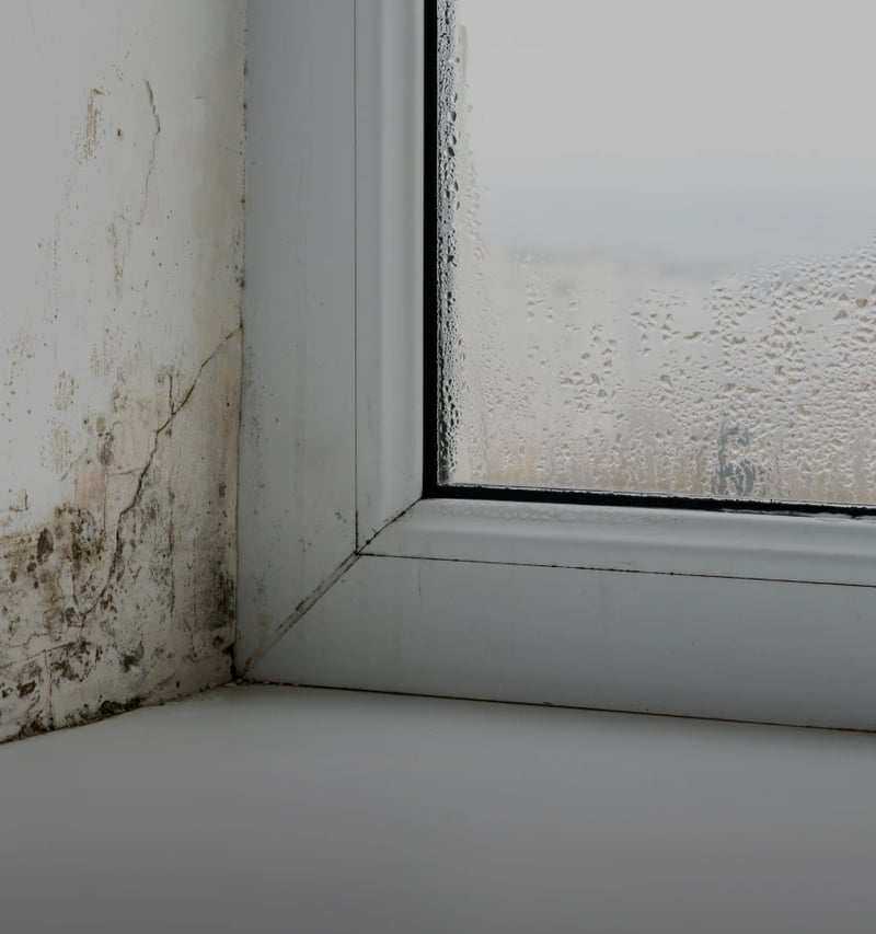 Window mold